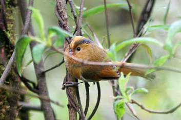 Bird-Watching in Sichuan